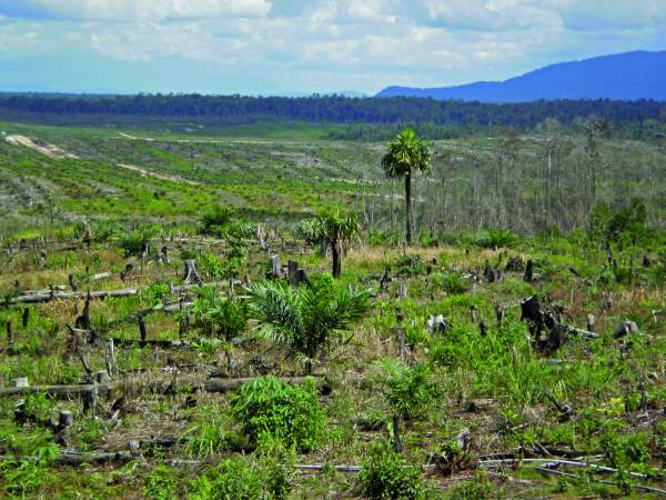 Forest recently cleared and converted to an oil palm plantation__1370317332_203.27.38.40